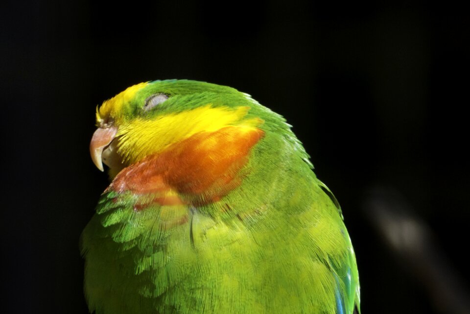 Birds colored feathers nature