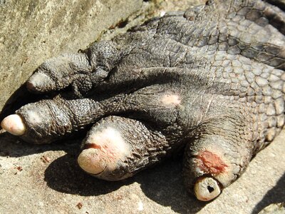 Gator alligator skin photo