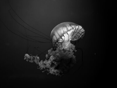 Glowing jellyfish