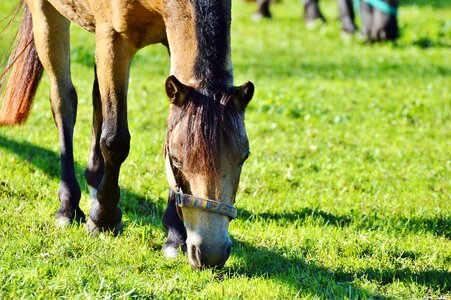 Equestrian coupling animal photo