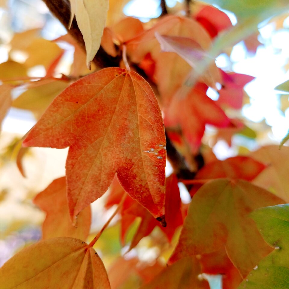 Fall colorful tree
