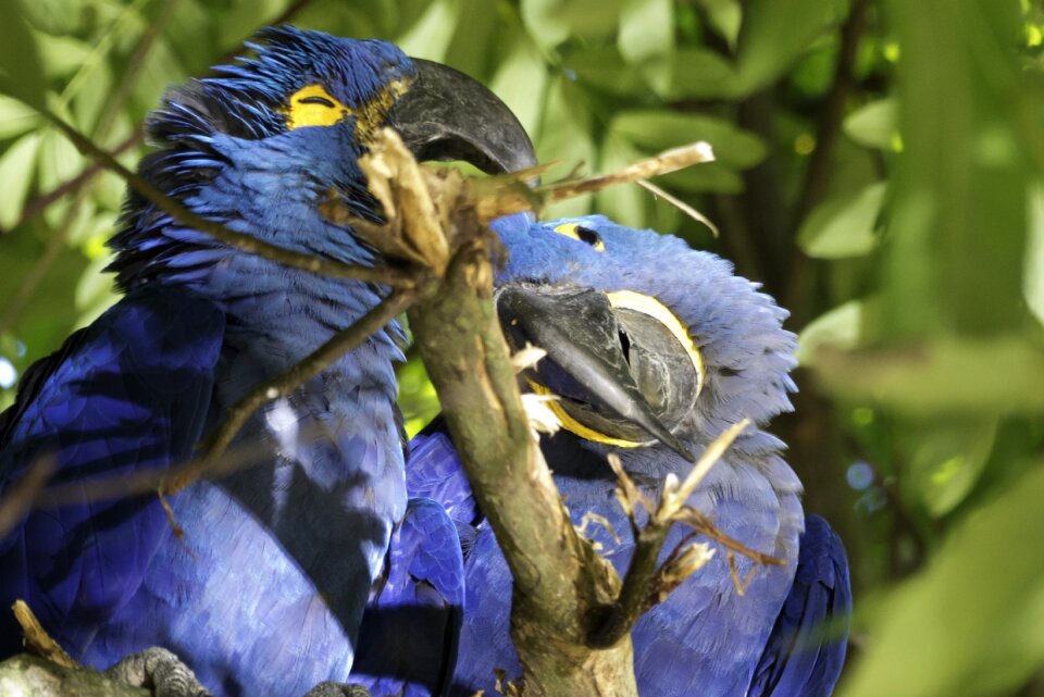 Birds parrot couple