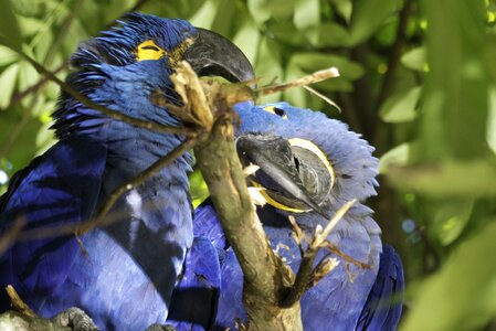Birds parrot couple