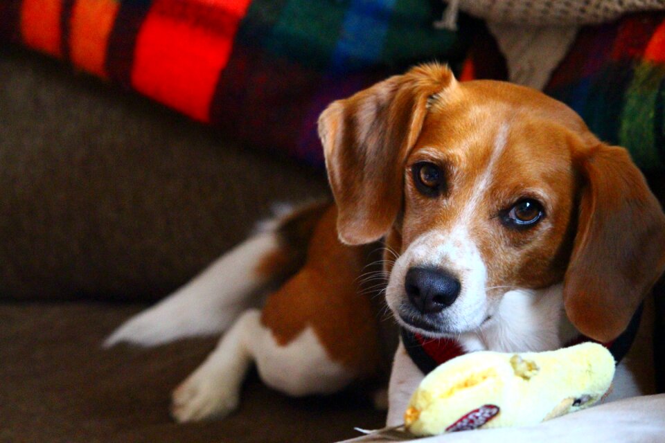 Laying playing cute