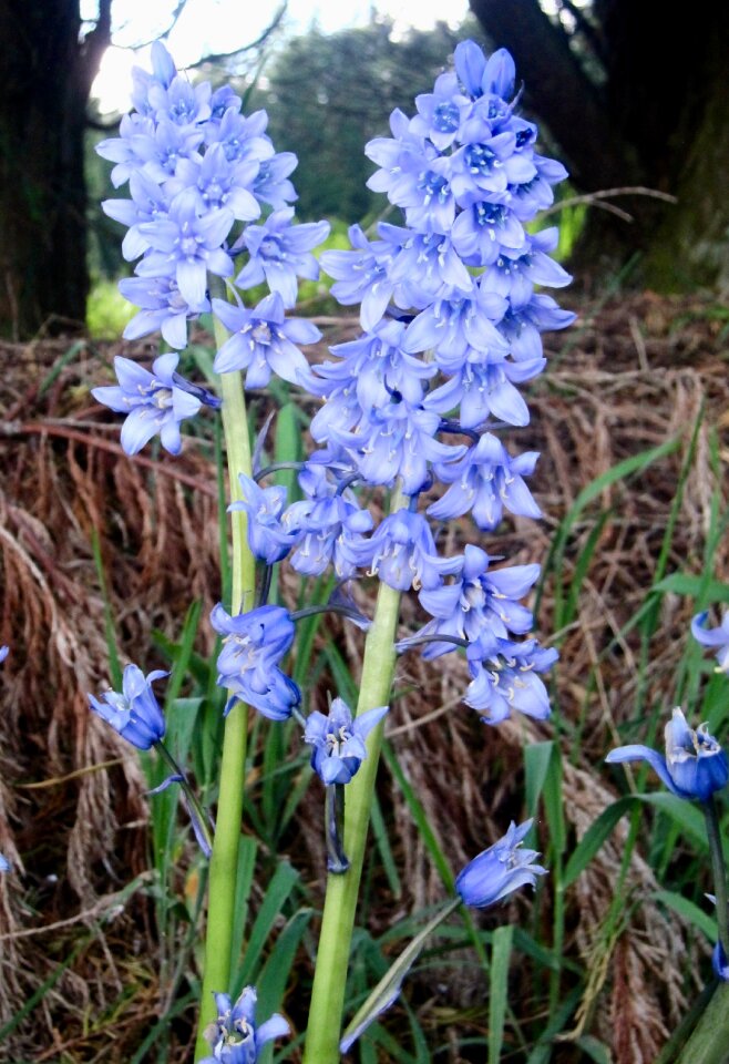Wild spring flower