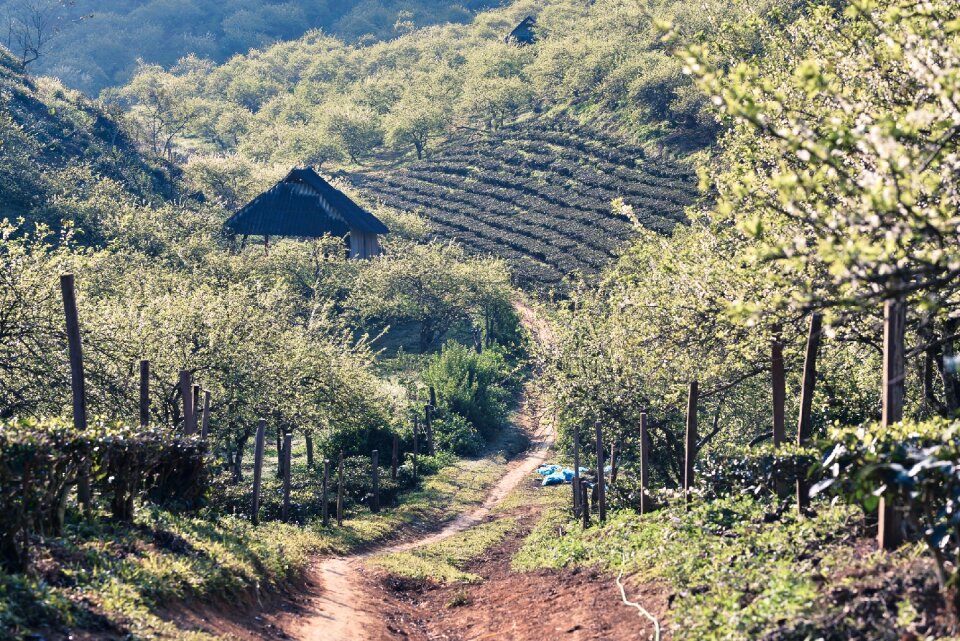 Moc chau son la vietnam