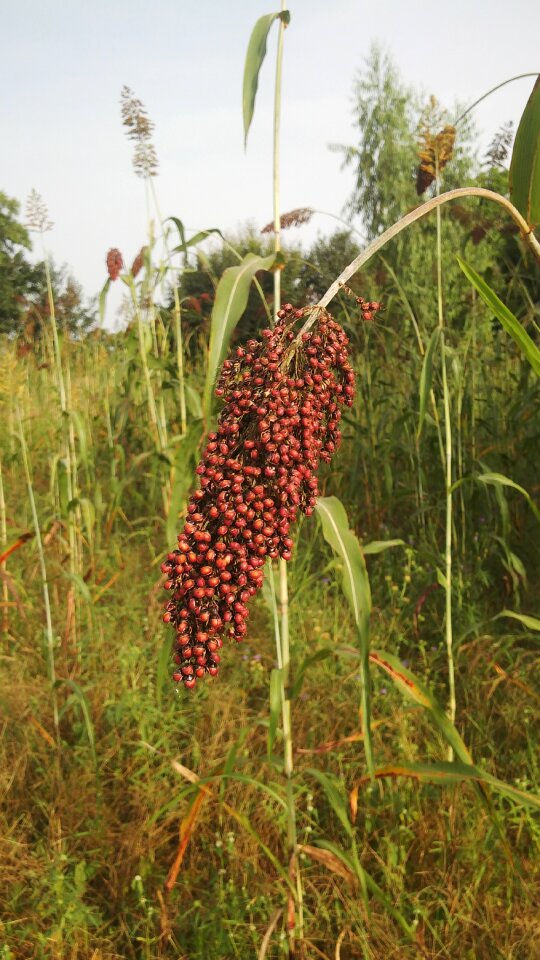 Plant seed agricultural