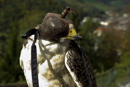 Falcon raptors close up
