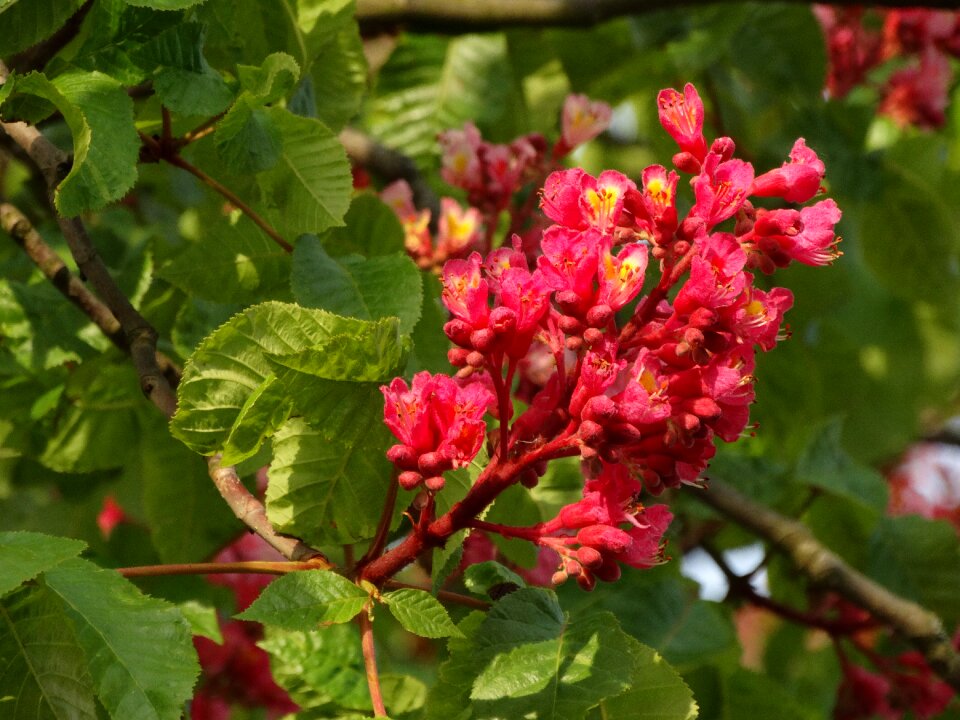 Flowers spring