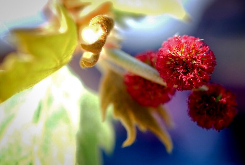 Fruit colors detail