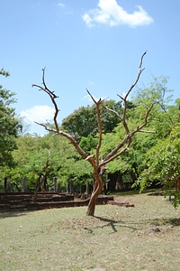 Grass polonnaruwa ancient ruins