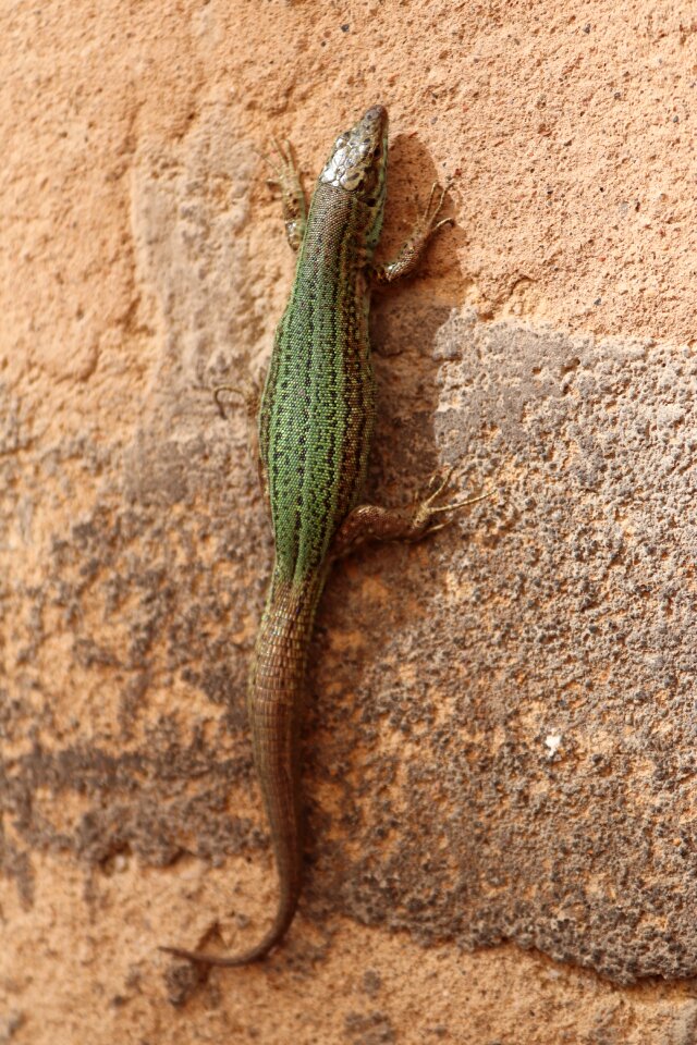 Animal mallorca wall