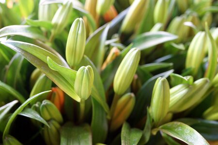 Macro fresh freshness