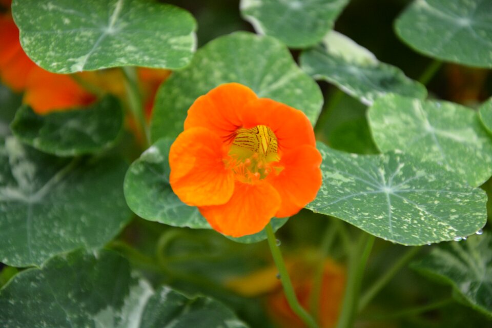 Flowering plant nature flower garden