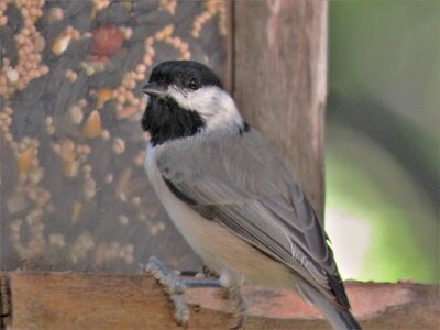 Chickadee wildlife photo