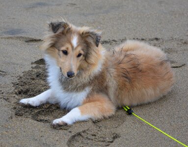 Elongate sand pup female