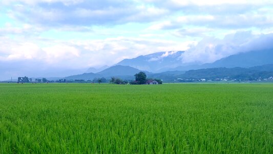 Taitung taiwan in wheat field photo