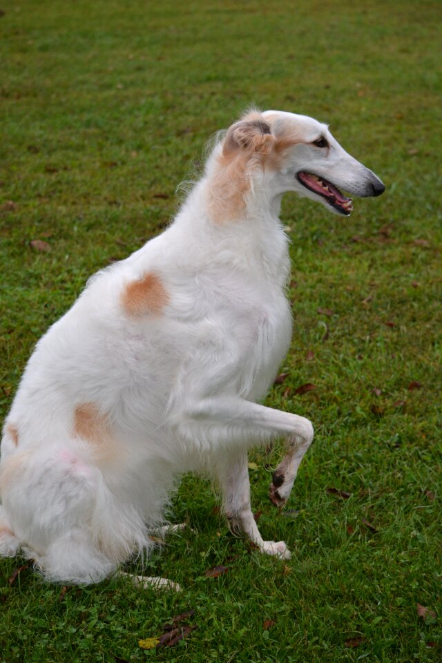 Russian sighthound animal