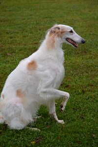 Russian sighthound animal