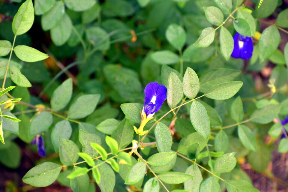 Cordofan-pea blue flower