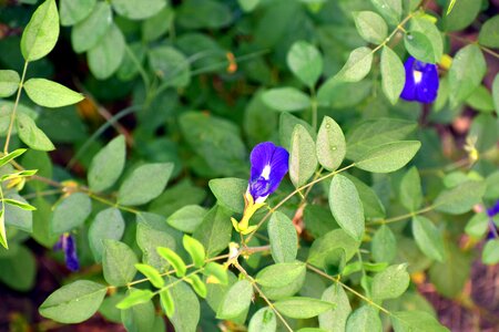 Cordofan-pea blue flower