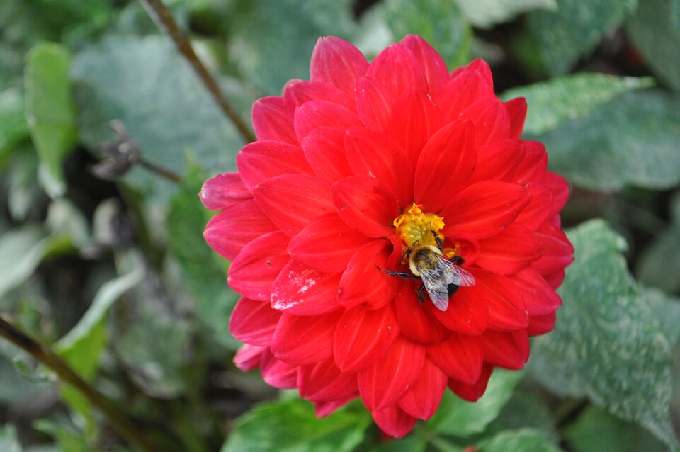 Green nature honey