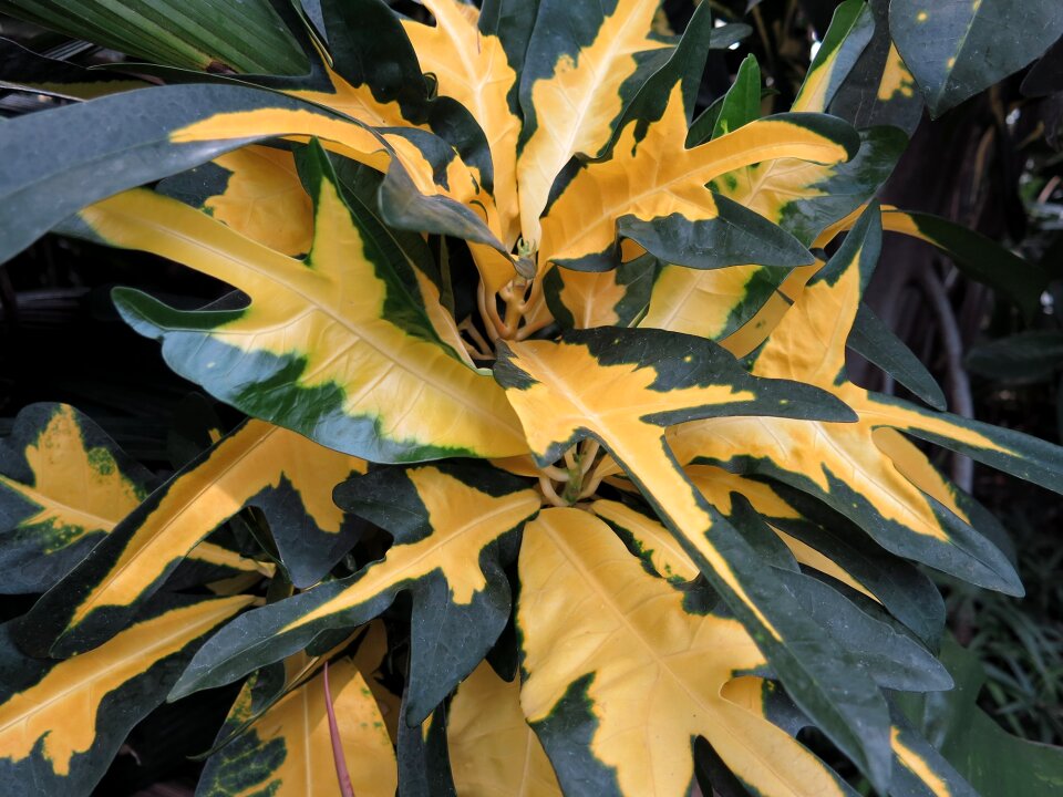 Yellow leaves plant orangery