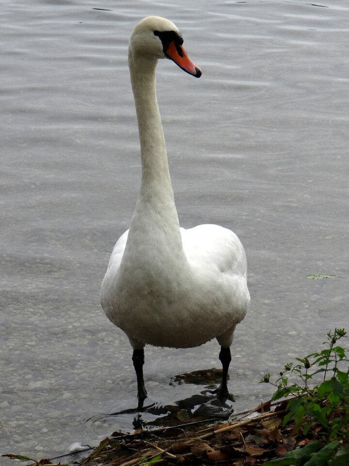 Lithuania trakai birds
