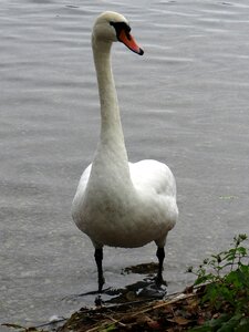 Lithuania trakai birds