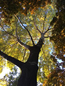 Forest trunk nature