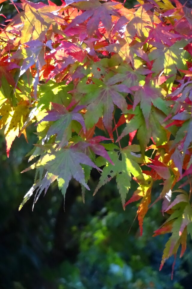Green leaves green deciduous trees