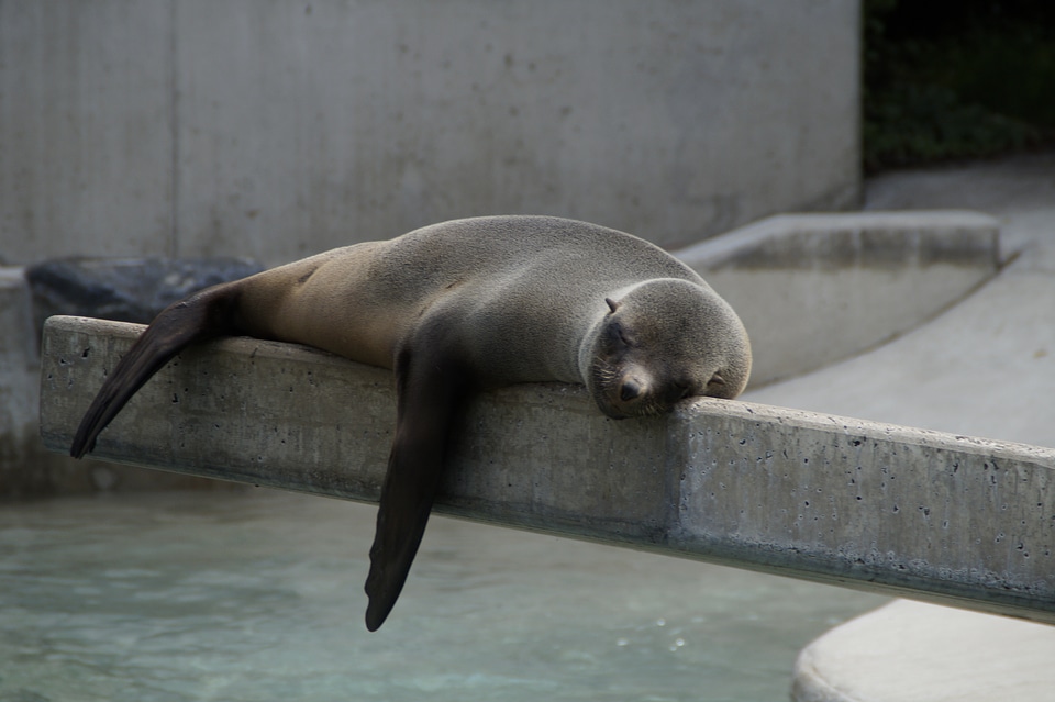 Rest concerns animal