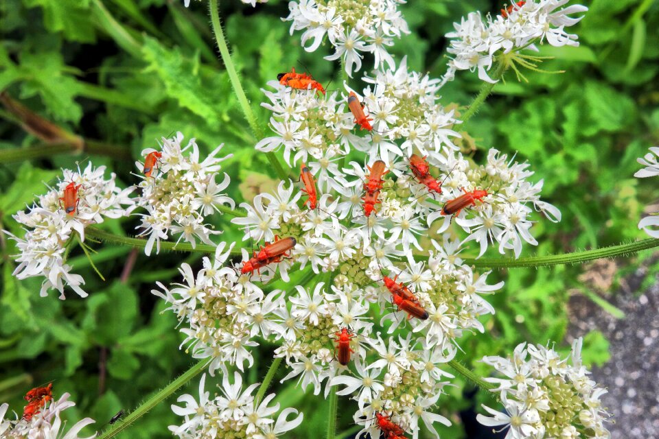 Mating mating beetles summer
