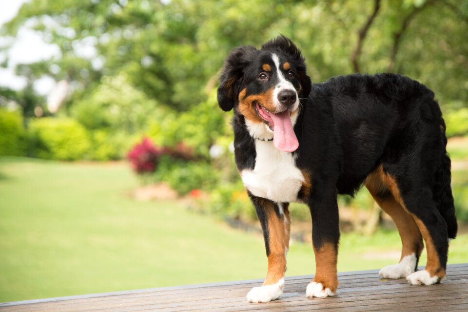 Animal dog bernese mountain dog