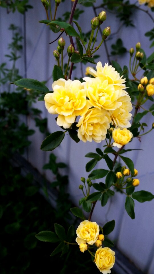 Yellow trailing plant
