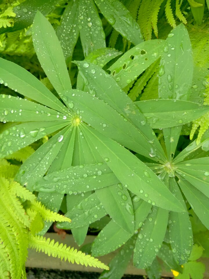 Sheet greens grass