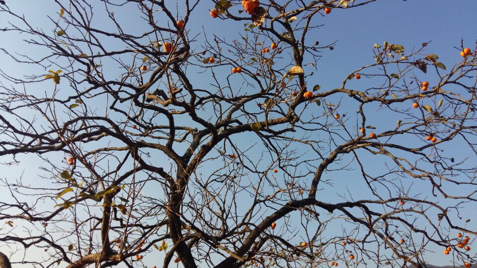 Autumn sky eggplant