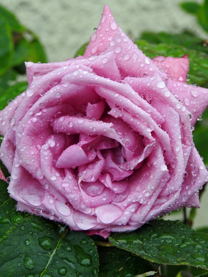 Pink violet drops of water