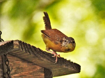 Interesting wildlife