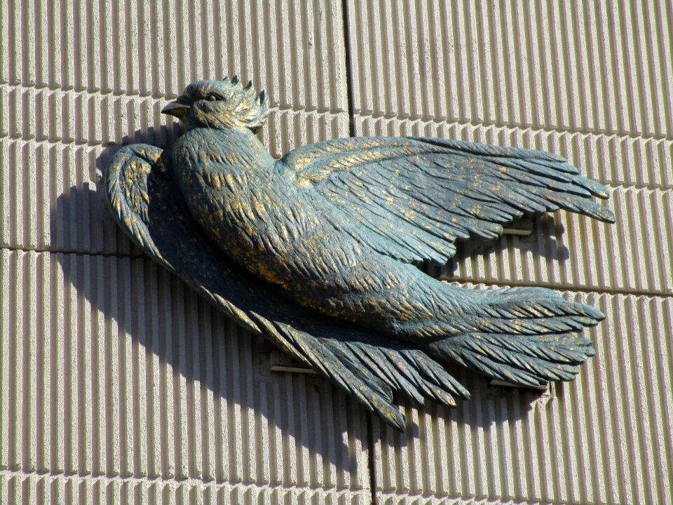 Feather plumage bird pigeon
