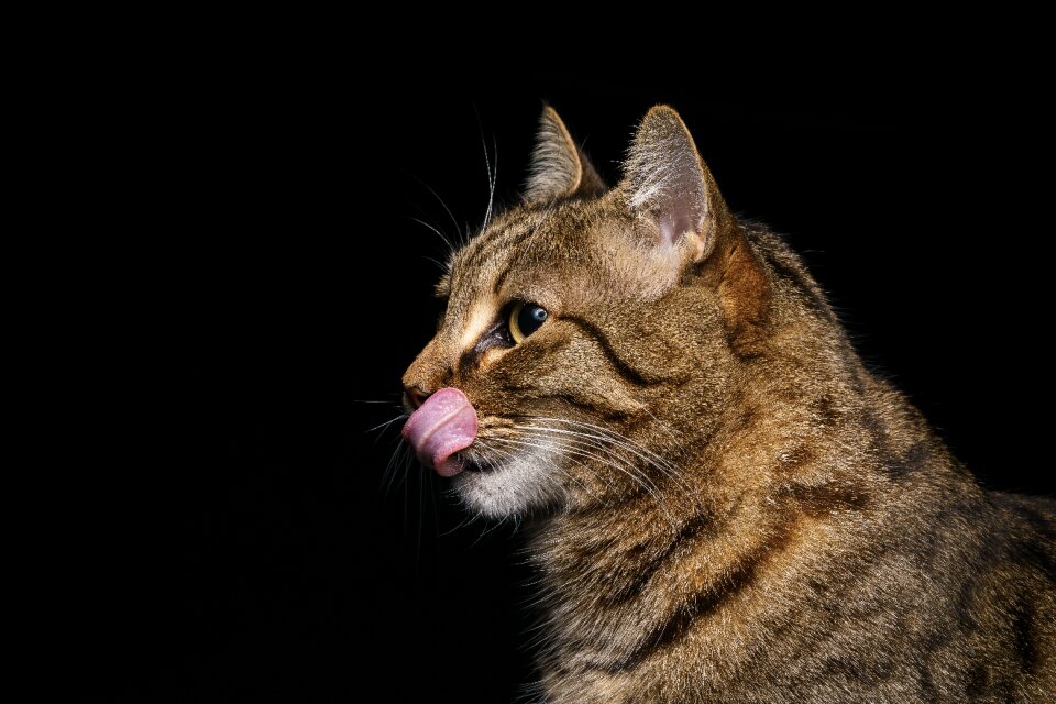 Clean kitten portrait photo