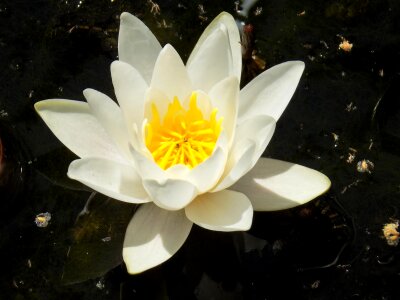 Blossom bloom water lily