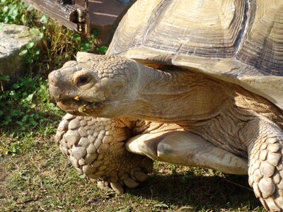 Tortoises the way station food and the petting