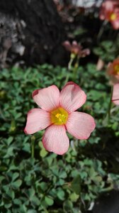 Spring floral botanical