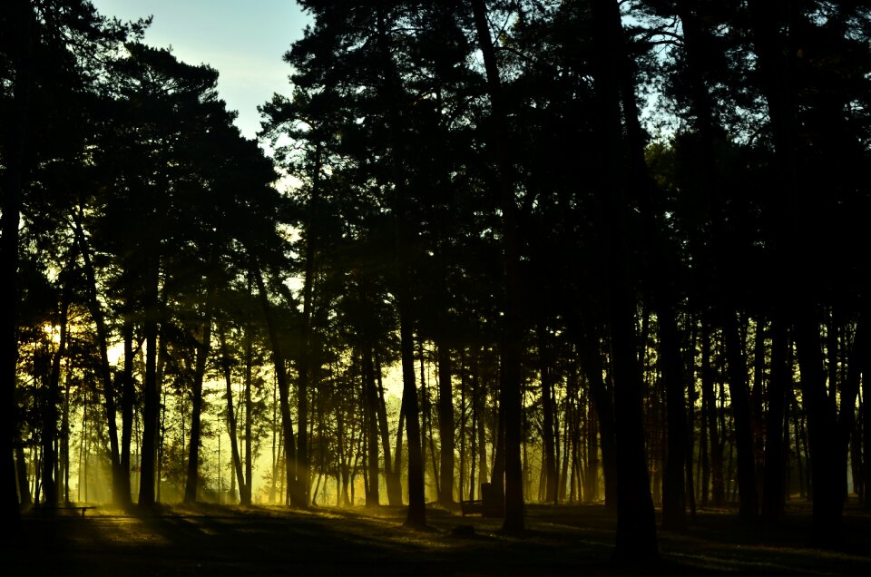 Landscape rays trees