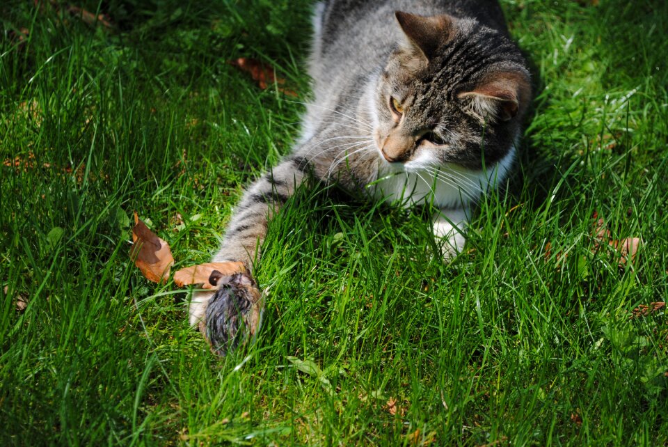 Attack prey predator