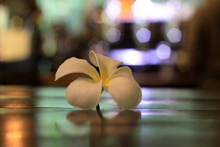 Flowers magnificent bokeh