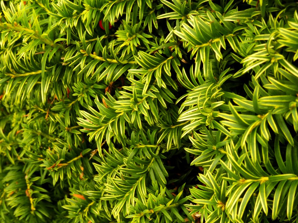 Background nature green