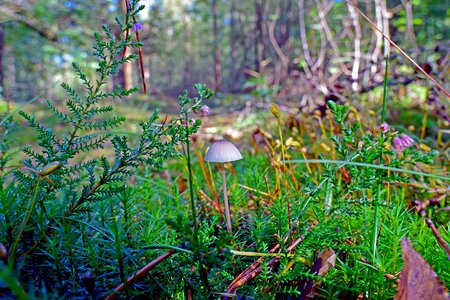 Fungal species autumn mushroom forest floor