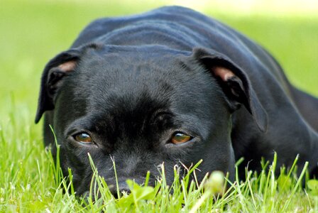 Dog staffordshire-bull-terrier wait
